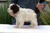 Photo №3. Lagotto Romagnolo, male puppies. Serbia