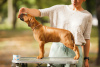 Photo №3. Rhodesian Ridgeback puppies. Belarus