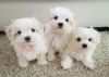 Photo №1. maltese dog - for sale in the city of Hofheim am Taunus | 250$ | Announcement № 108843