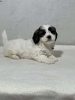 Photo №3. STUNNING SHIH TZU PUPPIES. Germany