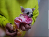 Additional photos: Princess Mini Chihuahuas