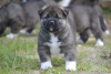 Photo №1. american akita - for sale in the city of Yaroslavl | negotiated | Announcement № 10588