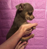 Photo №2 to announcement № 10705 for the sale of chihuahua - buy in Russian Federation breeder