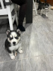 Photo №1. siberian husky - for sale in the city of Мальмё | Is free | Announcement № 93027