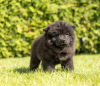 Additional photos: Chow Chow puppies are set for new homes now