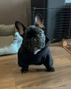 Photo №3. French bulldog puppies.. Germany