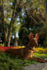 Photo №2 to announcement № 94368 for the sale of pharaoh hound - buy in Czech Republic private announcement