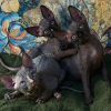 Photo №1. sphynx cat - for sale in the city of Helsinki | negotiated | Announcement № 117926