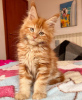 Photo №4. I will sell maine coon in the city of Berlin. breeder - price - 317$