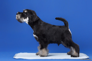 Photo №1. schnauzer - for sale in the city of Novosibirsk | 700$ | Announcement № 455