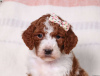 Photo №2 to announcement № 63265 for the sale of poodle (royal) - buy in United States breeder