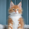 Photo №2 to announcement № 117405 for the sale of maine coon - buy in Belgium 