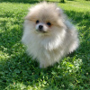 Photo №2 to announcement № 110791 for the sale of non-pedigree dogs - buy in Russian Federation breeder