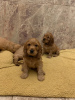 Photo №2 to announcement № 99330 for the sale of english cocker spaniel - buy in Netherlands private announcement, from nursery