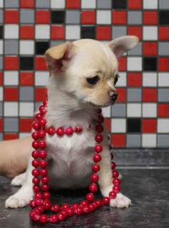 Photo №2 to announcement № 5753 for the sale of chihuahua - buy in Russian Federation breeder