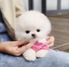 Photo №1. pomeranian - for sale in the city of Los Angeles | 300$ | Announcement № 41871