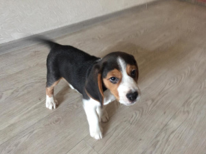 Photo №3. Looking for a new family 2 puppy beagle. Boy and girl Accustomed to going to the. Russian Federation