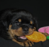 Photo №2 to announcement № 63023 for the sale of rottweiler - buy in Belarus from nursery