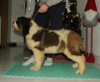 Additional photos: Saint Bernard puppies