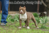 Photo №2 to announcement № 44279 for the sale of american bully - buy in Russian Federation from nursery, breeder