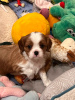 Photo №2 to announcement № 100242 for the sale of cavalier king charles spaniel - buy in Germany private announcement, breeder