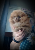 Additional photos: Pomeranian Spitz, puppies. Mini bears