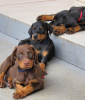 Photo №2 to announcement № 119700 for the sale of dobermann - buy in Lithuania private announcement