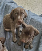 Photo №2 to announcement № 120869 for the sale of german shorthaired pointer - buy in Germany private announcement