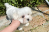 Photo №4. I will sell maltese dog in the city of Vinnitsa. from nursery, breeder - price - 1500$