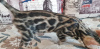 Photo №4. I will sell bengal cat in the city of Kirov. from nursery - price - 260$