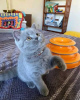 Photo №1. british shorthair - for sale in the city of Anderlecht | Is free | Announcement № 116714