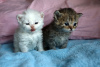 Photo №3. Curly kittens Selkik Rex. Russian Federation