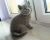 Photo №2 to announcement № 123662 for the sale of british shorthair - buy in Germany private announcement