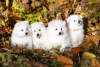 Photo №2 to announcement № 29106 for the sale of japanese spitz - buy in Estonia private announcement
