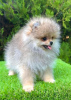 Additional photos: Pomeranian (BOO) male