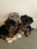 Photo №1. yorkshire terrier - for sale in the city of New Orleans | negotiated | Announcement № 11719