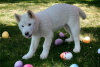 Photo №2 to announcement № 110090 for the sale of akita - buy in United States 