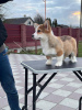 Photo №4. I will sell welsh corgi in the city of Berlin. from nursery - price - 1268$