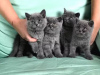 Photo №1. british shorthair - for sale in the city of Frankfurt | negotiated | Announcement № 32036