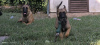 Additional photos: Belgian Malinois Shepherd puppies