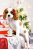 Photo №2 to announcement № 78562 for the sale of cavalier king charles spaniel - buy in Belarus from nursery