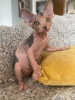 Photo №1. sphynx cat - for sale in the city of Zvenigorod | 7$ | Announcement № 12216