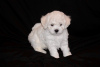 Photo №2 to announcement № 48014 for the sale of bichon frise - buy in Belarus from nursery