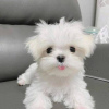 Photo №2 to announcement № 126699 for the sale of maltese dog - buy in Spain 