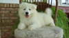 Photo №1. samoyed dog - for sale in the city of Helsinki | negotiated | Announcement № 108680