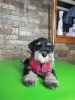 Additional photos: Miniature Schnauzer BEAUTIFUL puppies