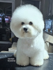Photo №1. bichon frise - for sale in the city of Leskovac | Is free | Announcement № 100245