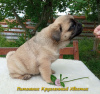 Photo №3. Beige pug boy from the nursery. Ukraine