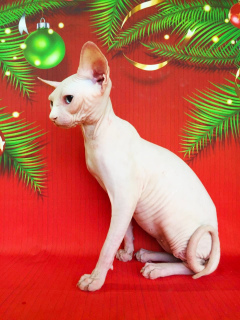Photo №2 to announcement № 2302 for the sale of sphynx-katze - buy in Russian Federation breeder