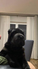 Photo №1. shar pei - for sale in the city of Garwolin | 1040$ | Announcement № 32286